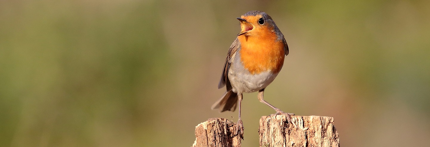 João Carlos Pereira Fotografia Aves