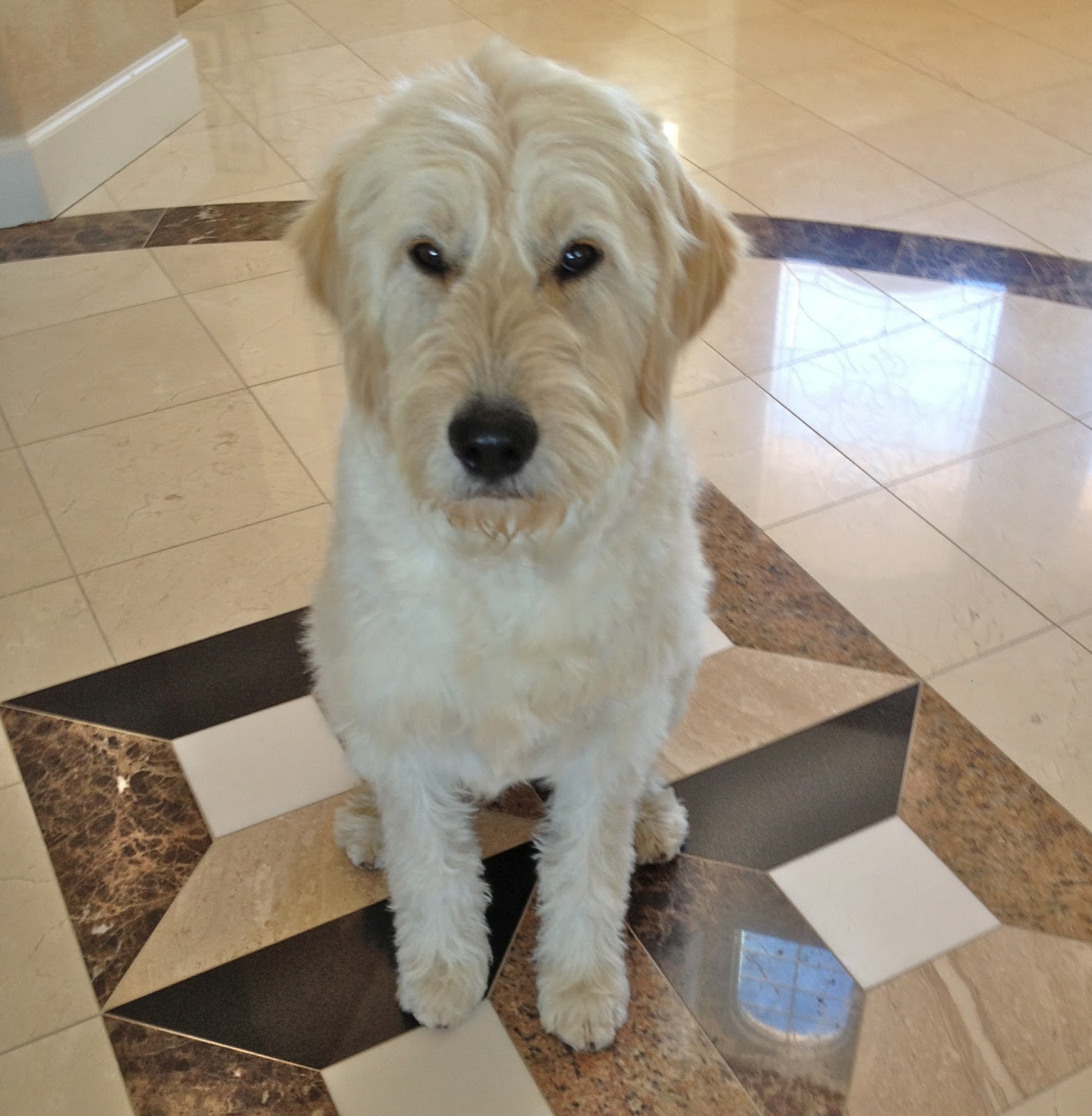 Goldendoodle+Haircut+Photos Goldendoodle Haircut Pictures | newhairstylesformen2014.com
