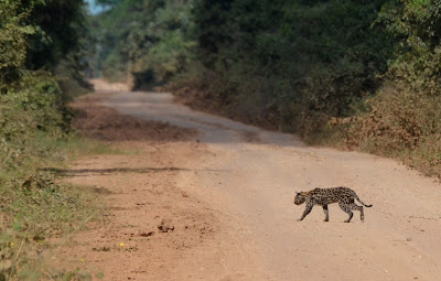 Ocelot, Transpantaneira Highway