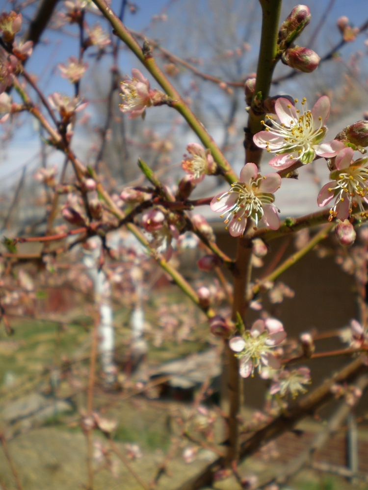 Peach Tree Blossoms