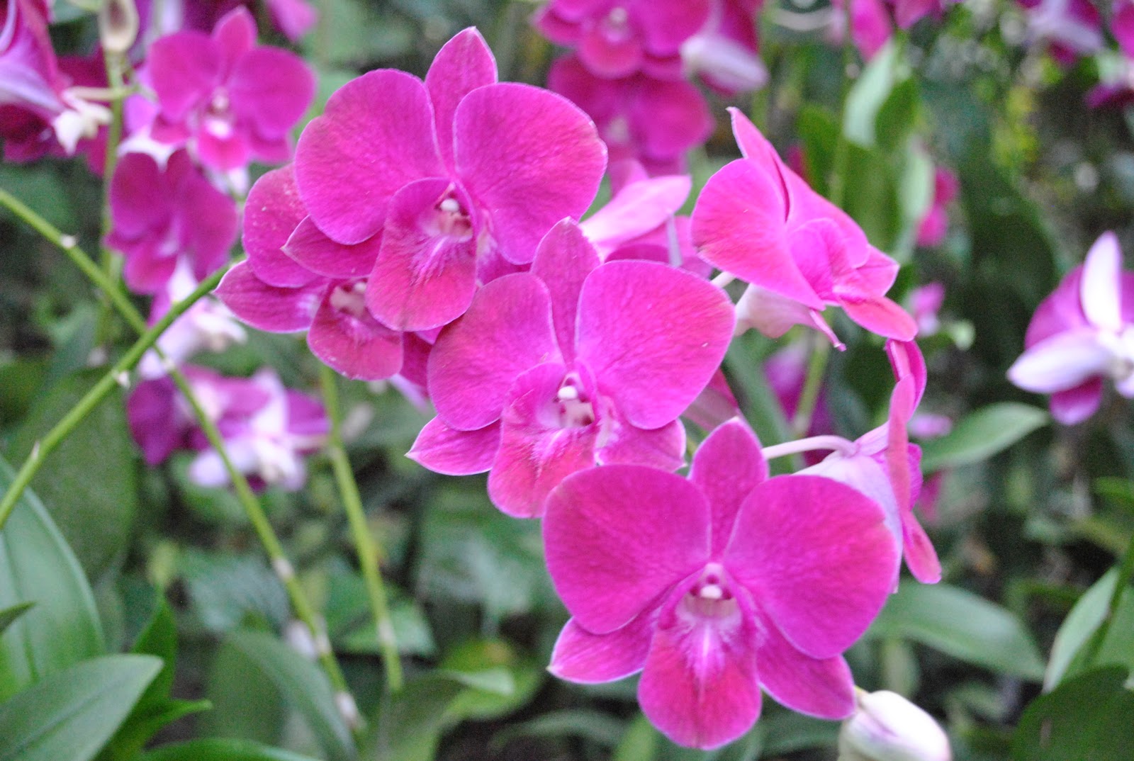 MrUpUpUp's Blog National Orchid Garden Singapore
