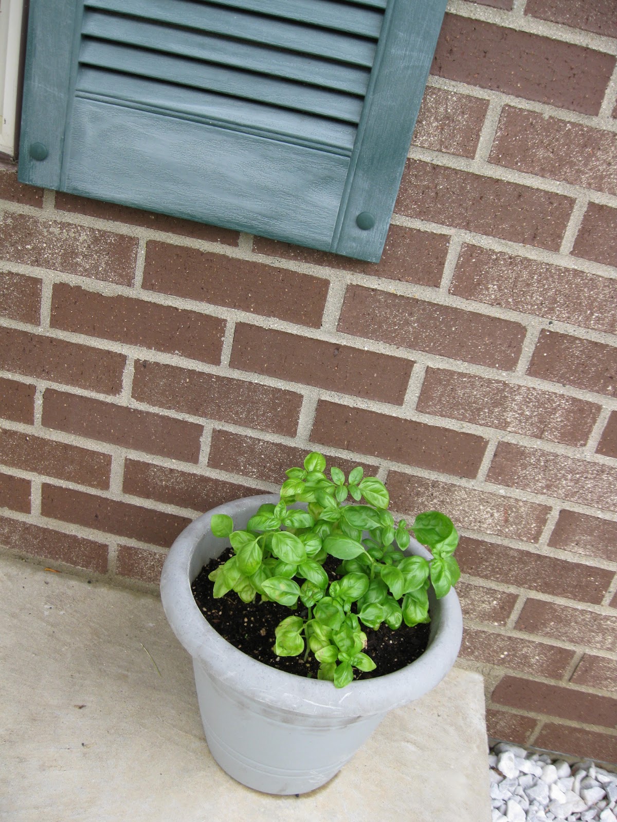 The Porch Garden Why you should start an herb garden