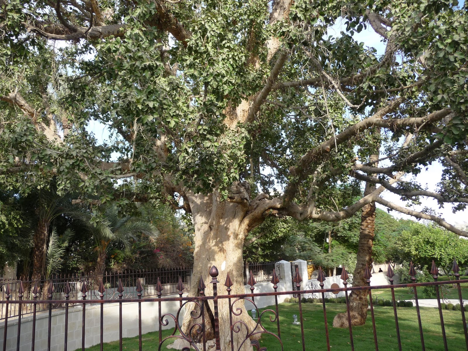 el arbol