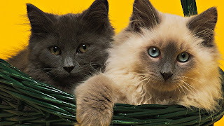 Cats