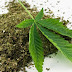 ''Maconha pode matar células cancerosas'' Afirma site do governo americano