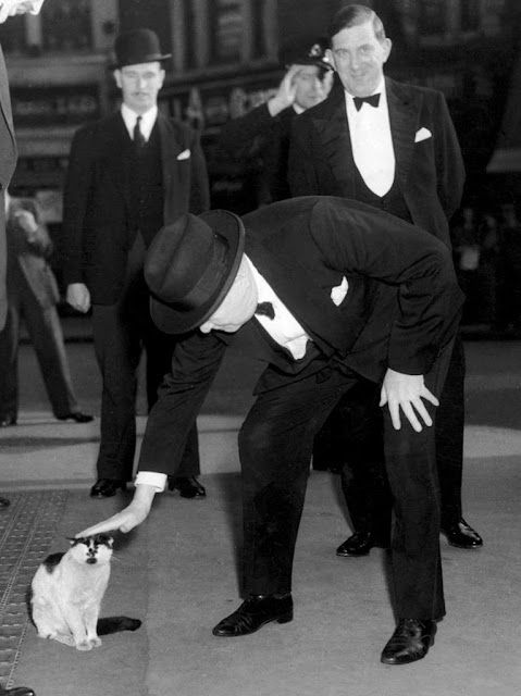 Gatos, os queridinhos das celebridades há décadas elfandarilha