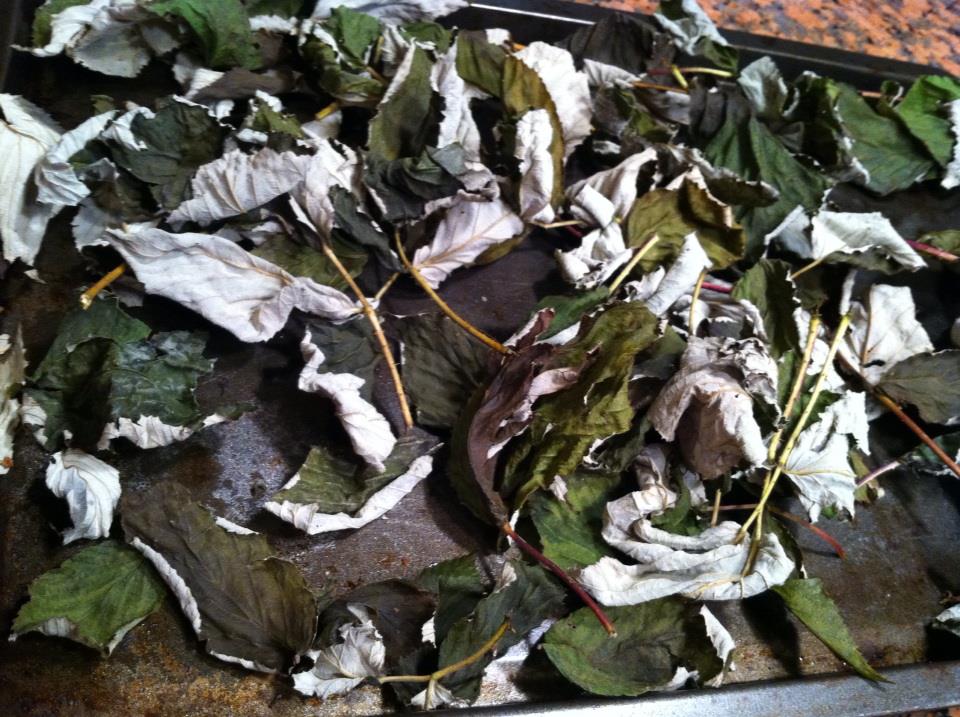 One Free Moment Oven Drying Red Raspberry Leaves