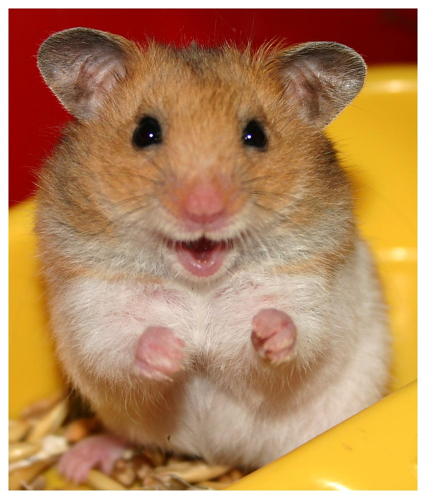 Hamster!