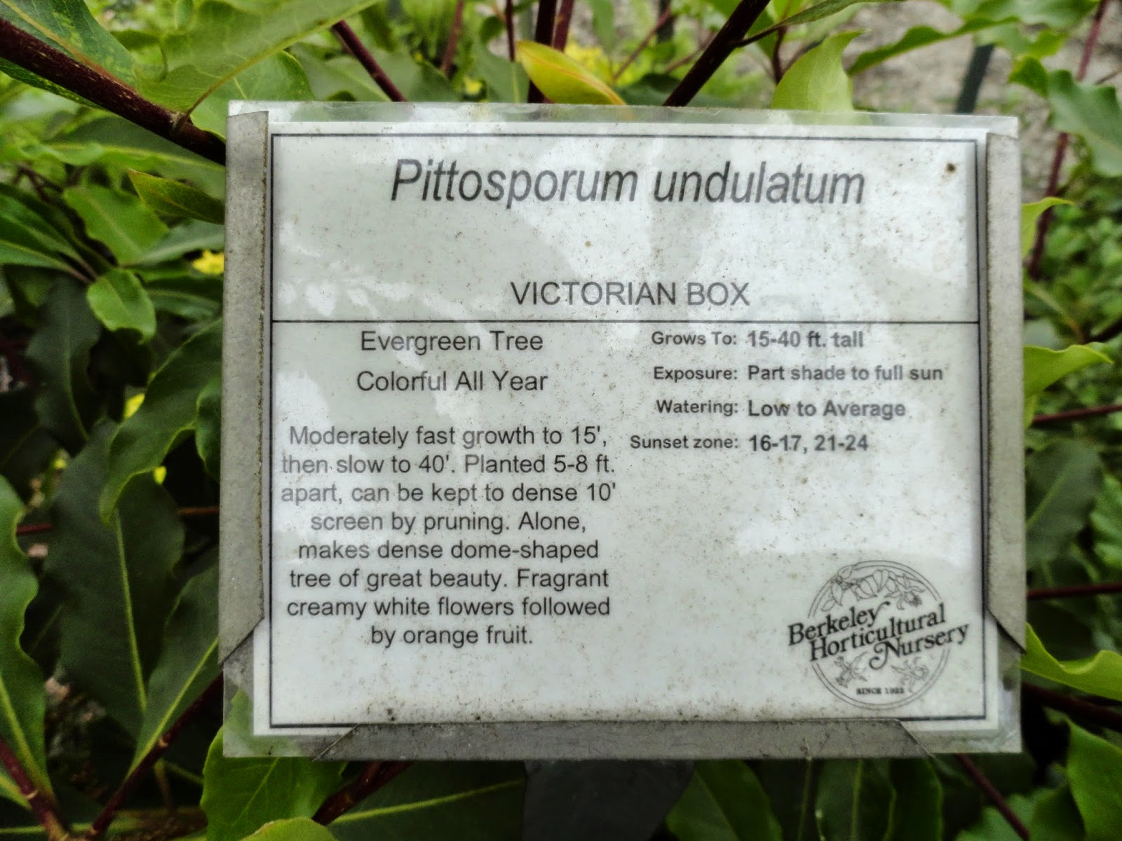 Trees Of Santa Cruz County Pittosporum Undulatum Victorian Box
