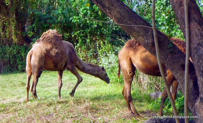 Camels Maya River Safari Lodge, Bali Safari and Marine Park