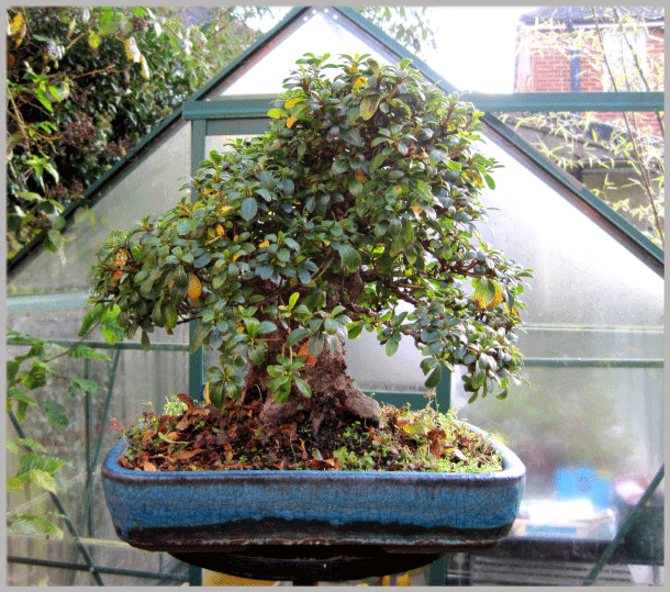 CHOWA ZOUTLEEUW Snoeien Azalea bonsai