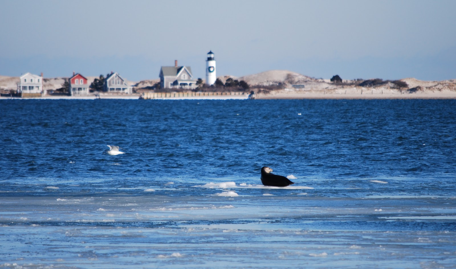 A Cape Cod Snow Storm Means a Magical Afternoon in Barnstable Lamb