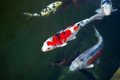 Kashi Sikuenz Spesis Ikan Tercantik Dunia Kashi Sikuenz Spesis Ikan Tercantik Dunia