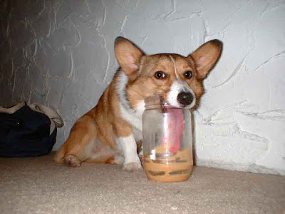 Funny DOG Pictures