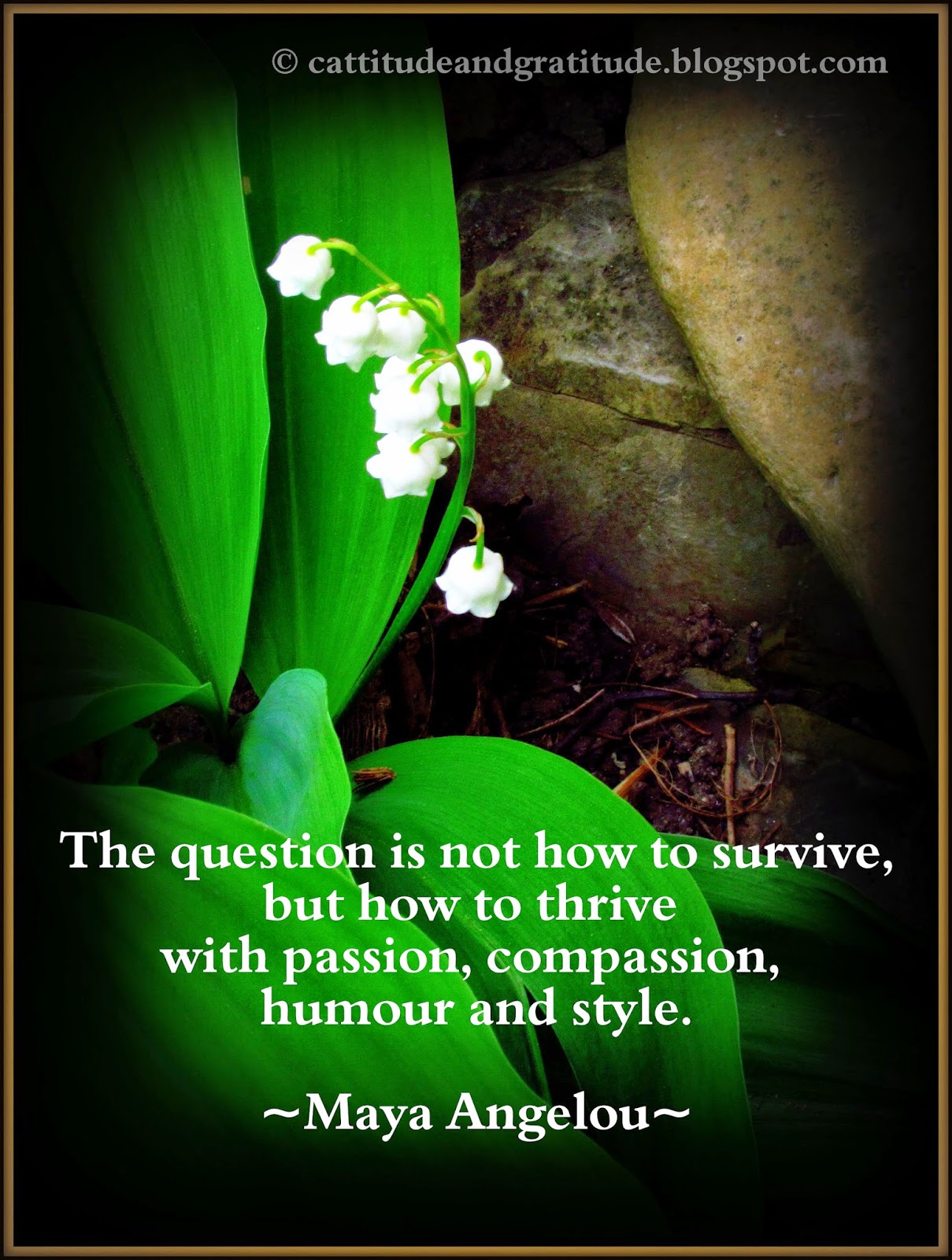 Don't just survive, but thrive says Maya Angelou