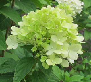 Limelight Hydrangeas In Bloom
