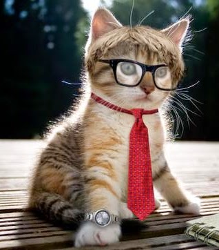 Gato Intelectual