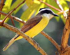 Fauna Bacia Taquari-Antas- Fonte: Aepan-ONG - Série: Aves