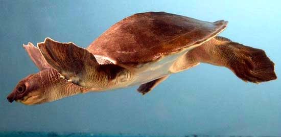 Kura-Kura Moncong Babi (Carettochelys insculpta) Kura-Kura Moncong Babi (Carettochelys insculpta)