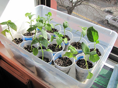 Bucolic Bushwick 2010 Seedlings