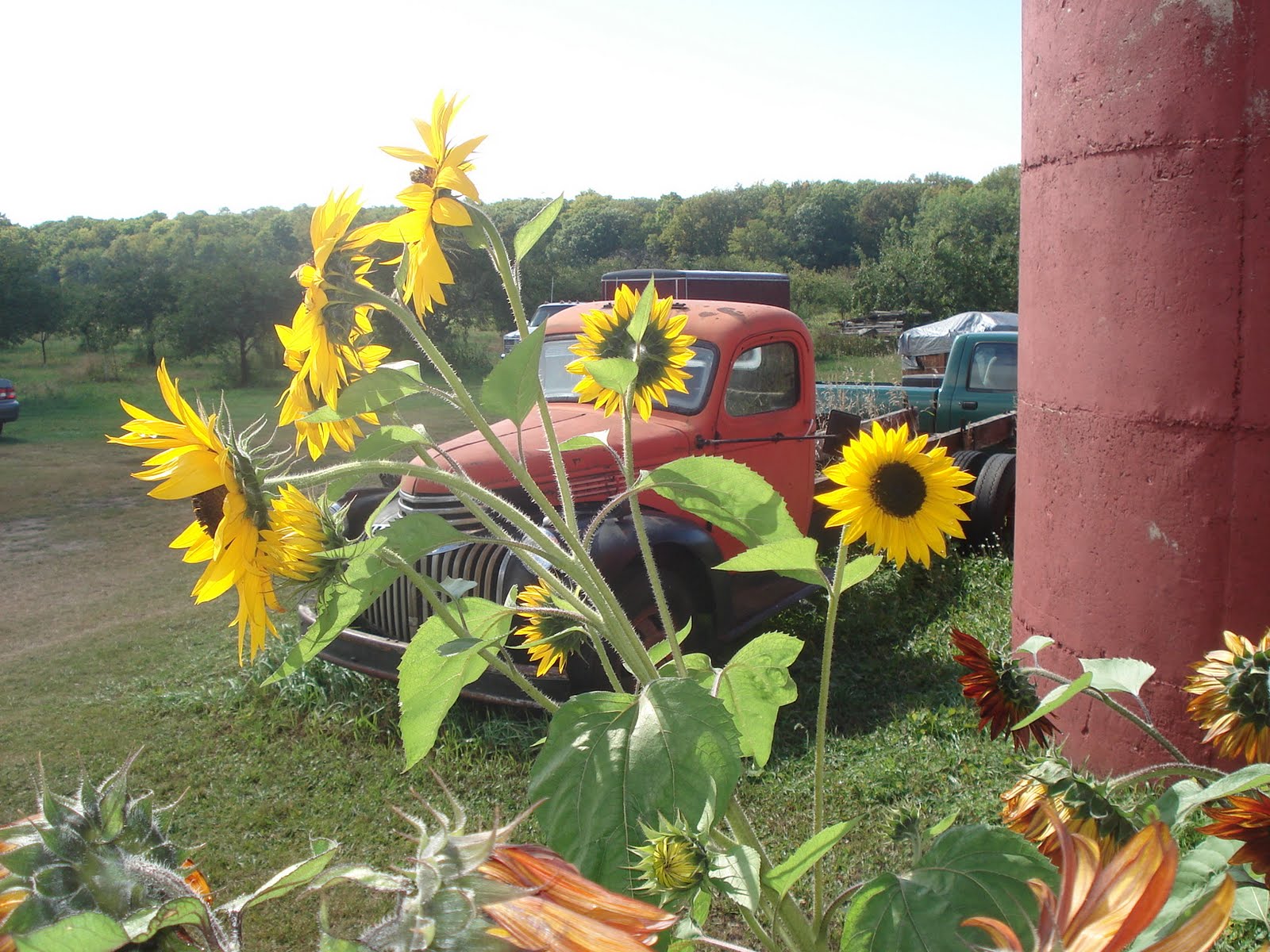 Sunflower Season! Waukesha Floral & Greenhouse
