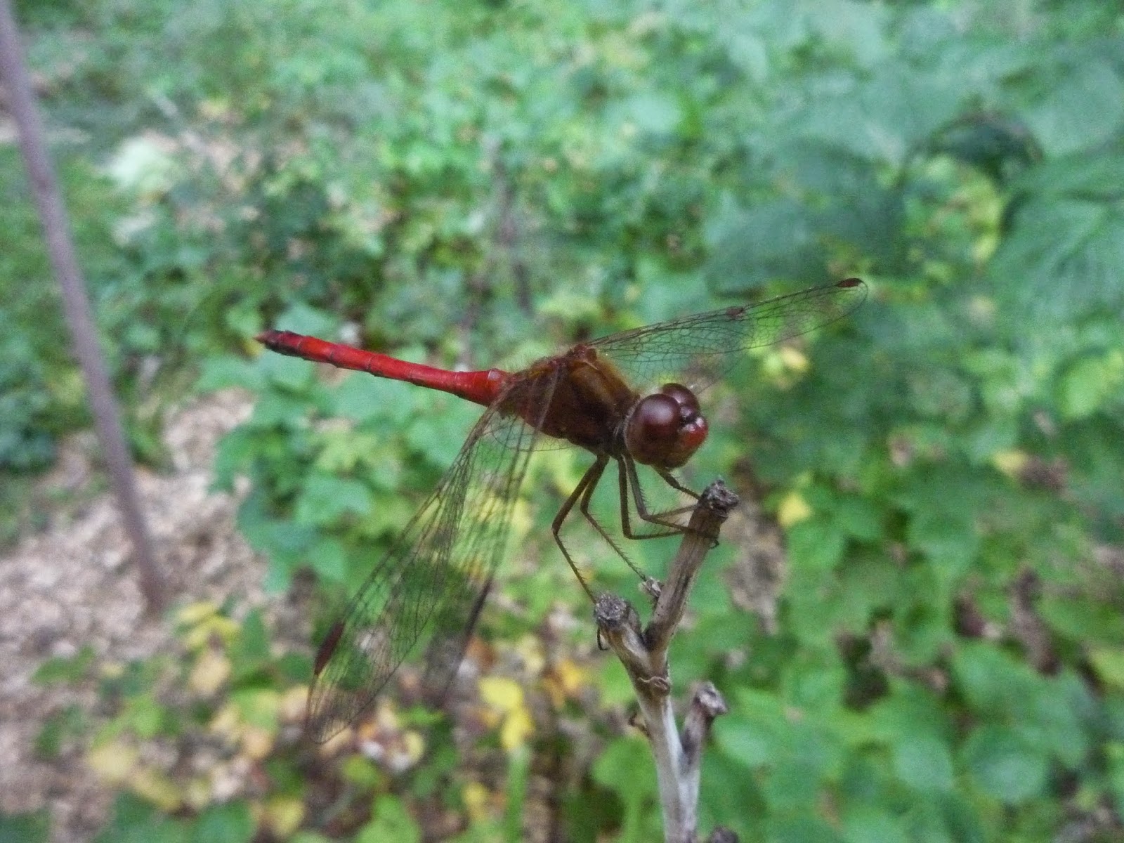 Vermont backyard flowers, insects, foliage. Sept South Burlington