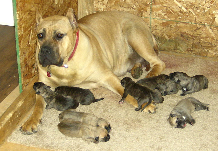 presa puppies presa presa canario presa canario breeders presa canario puppies presa breeds presa puppies presa presa canario presa canario breeders presa canario puppies presa breeds