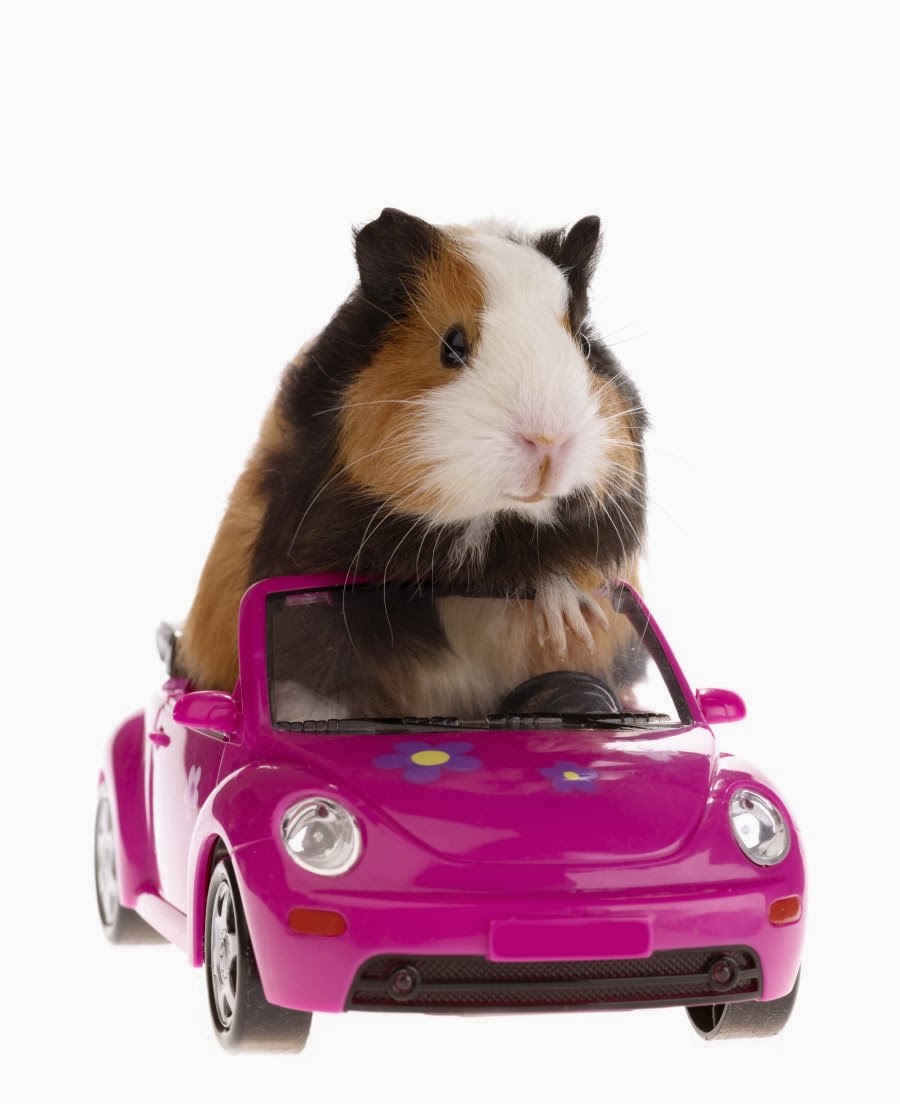 CREALINA Cavia / Guinea pig CREALINA Cavia / Guinea pig