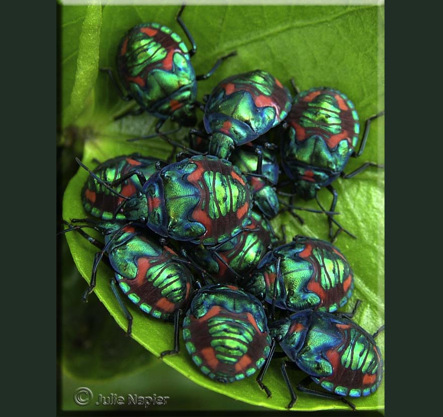 Harlequin Cotton Bugs - Nymphs