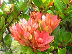 Cantigi www.belantaraindonesia.org