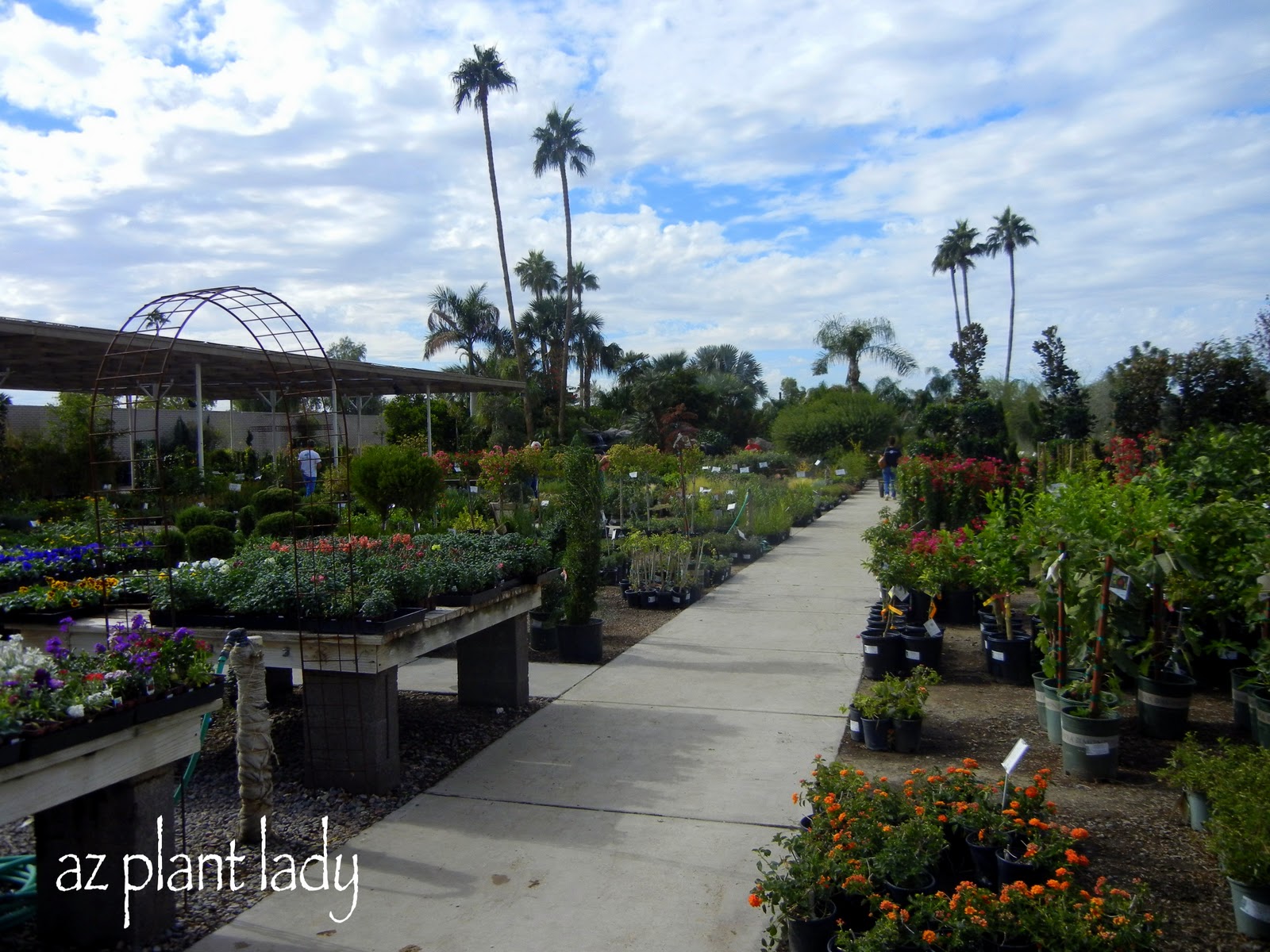 Treeland Nursery Chandler Az Thenurseries Nursery Visit And Temptations Ramblings From A Desert Garden