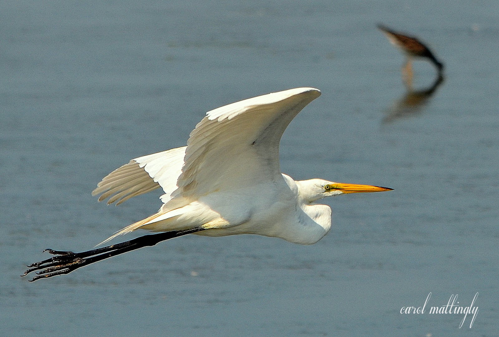 Carol Mattingly Photography Great White Egrets, Chincoteague National