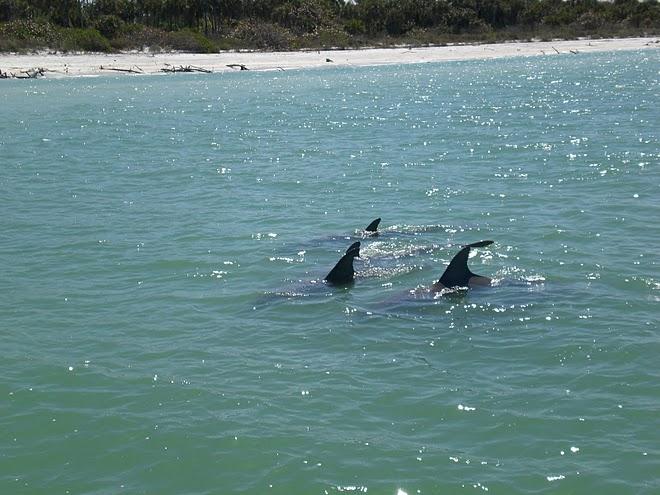 Dolphin Family off Keewaydin Island near Naples, FL