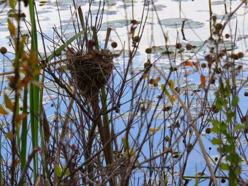 redwing blackbird nest