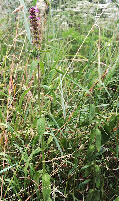 Marsh Woundwort, Stachys palustris. Leybourne Lakes, 12 July 2015 Marsh Woundwort, Stachys palustris. Leybourne Lakes, 12 July 2015