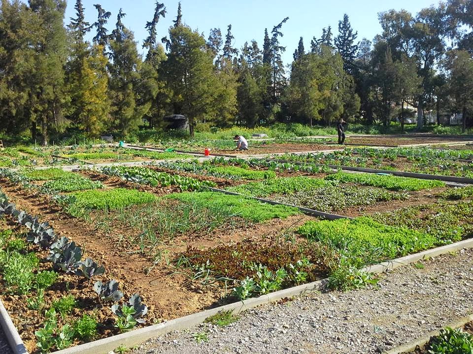 ΔΗΜΟΤΙΚΟΣ ΛΑΧΑΝΟΚΗΠΟΣ ΔΗΜΟΥ ΑΓΙΩΝ ΑΝΑΡΓΥΡΩΝ ΚΑΜΑΤΕΡΟΥ