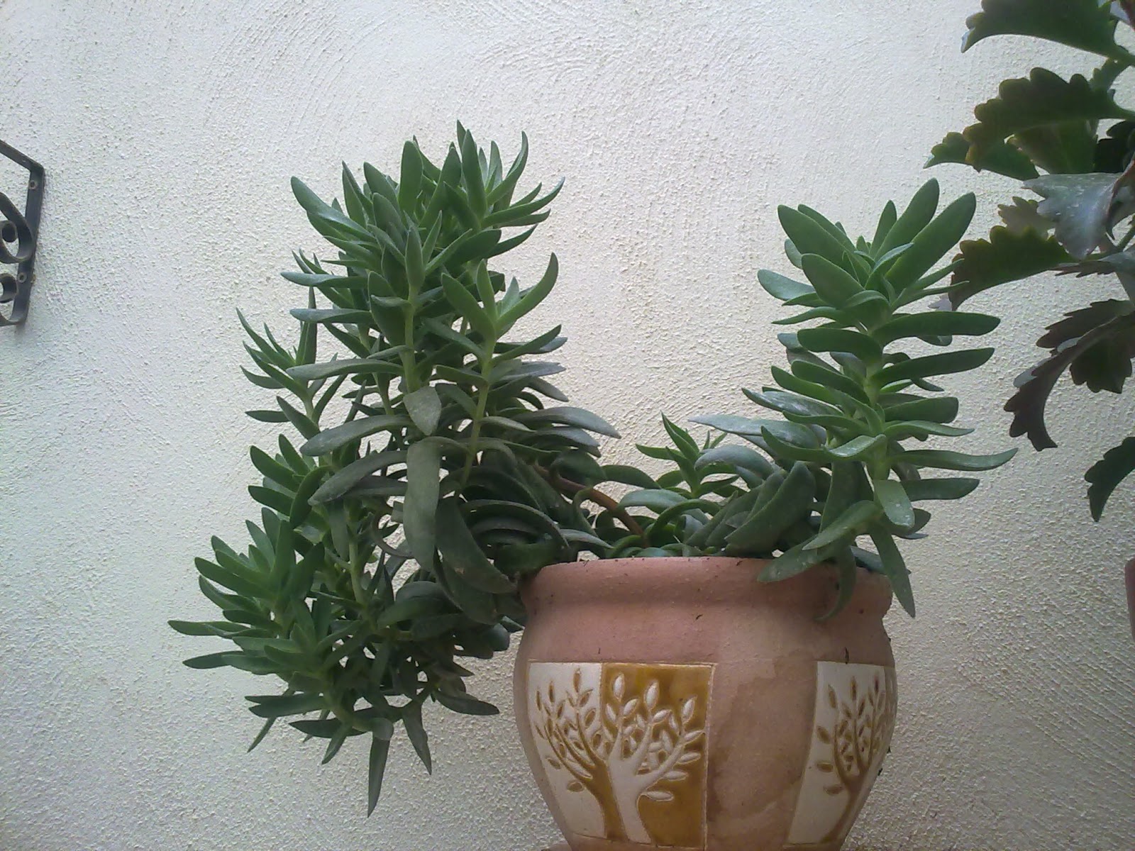 Succulents The Meaning of TopHeavy Green Patches Mediterranean