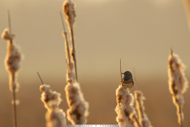 Blauwborst bij zonsopkomst - Bluethroat @ Sunrise Blauwborst bij zonsopkomst - Bluethroat @ Sunrise