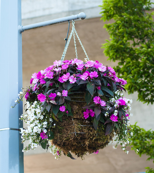 [Image: thanh-pho-day-hoa-cua-dat-nuoc-tuyet-dep...ada-11.jpg]