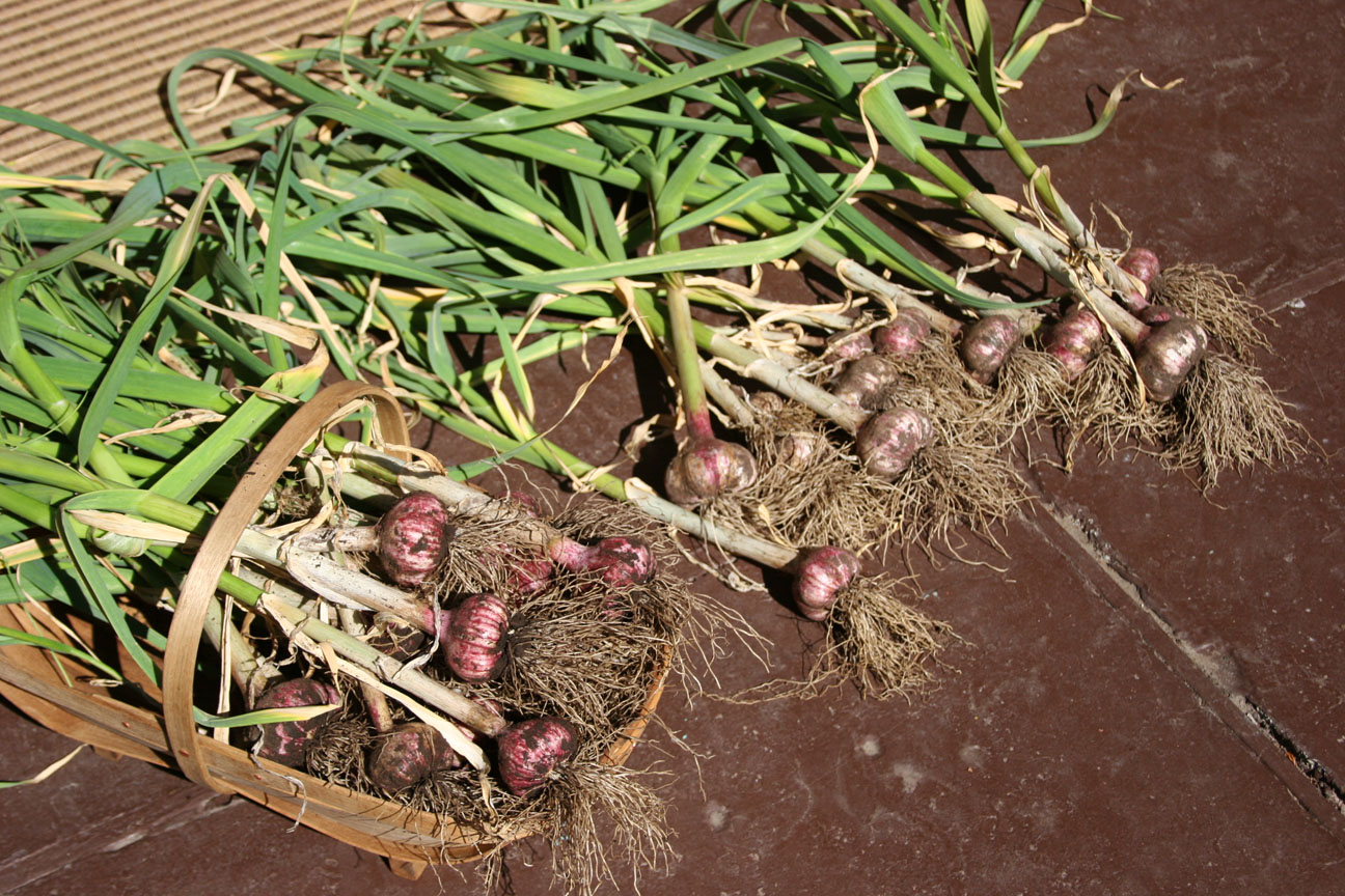 W e e k e n d E D I B L E Cherries, garlic and gopher snacks