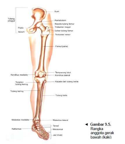 Tulang-tulang anggota gerak bawah (kaki)
