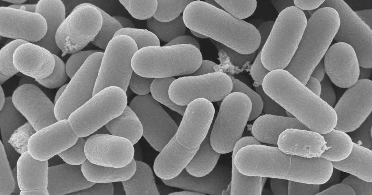 BIOLOGÍA Lactobacillus reuteri PUEDE AYUDAR A TRATAR LA OSTEOPOROSIS