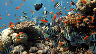 Coral Reef beautiful images