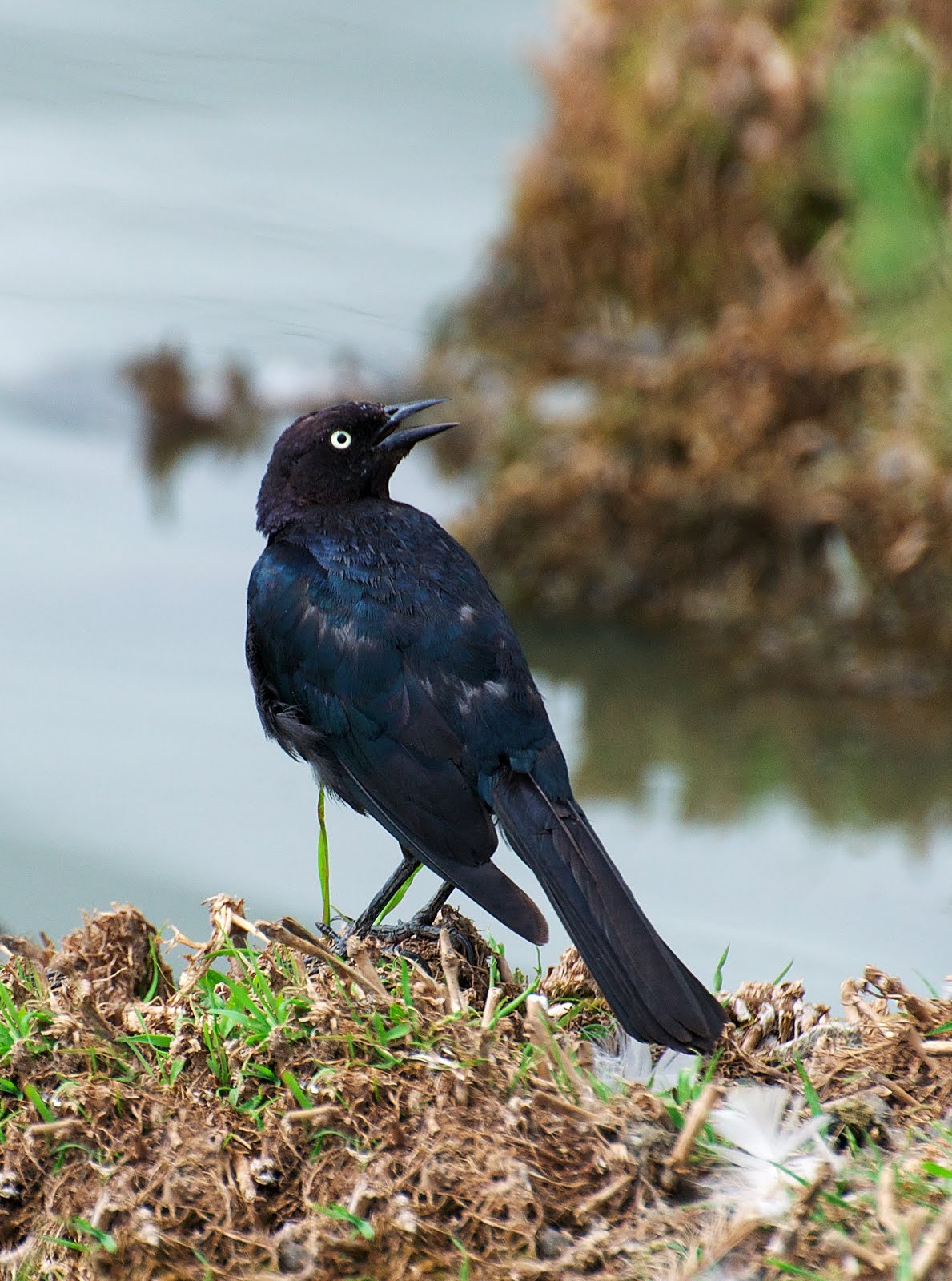 NW Bird Blog Brewer's Blackbird Panting
