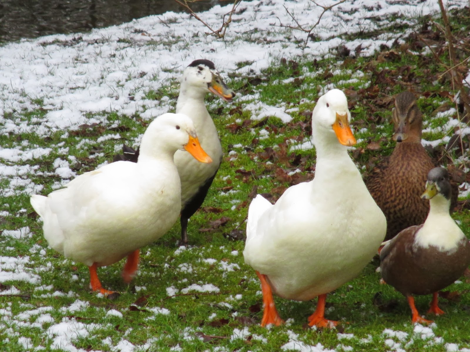 Just Chickens... Ducks In Winter