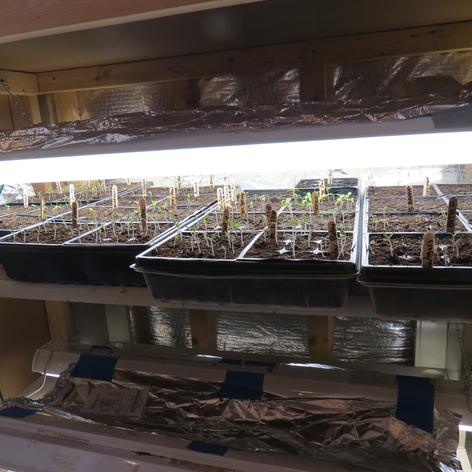 The Rusted Vegetable Garden