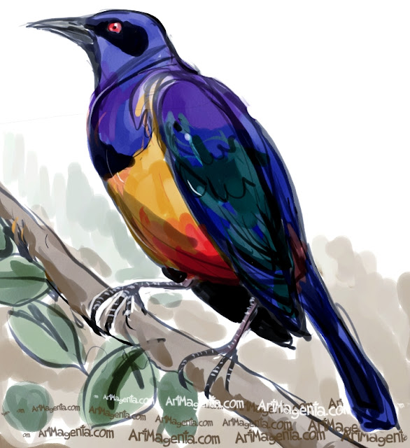 Hildebrandt's Starling Hildebrandt's Starling sketch painting. Bird art drawing by illustrator Artmagenta