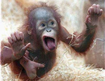 animals talk funny chimp
