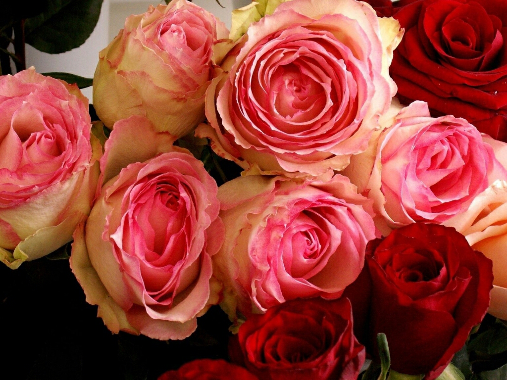 Flowers For Flower Lovers Beautiful Rose Flowers Wallpapers