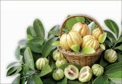 Garcinia Cambogia garcinia cambogia